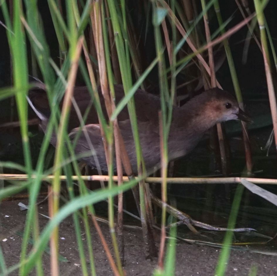 welke vogel is dit ?